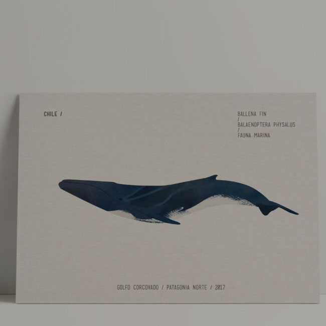 Ilustración cientifica lateral de una ballena fin