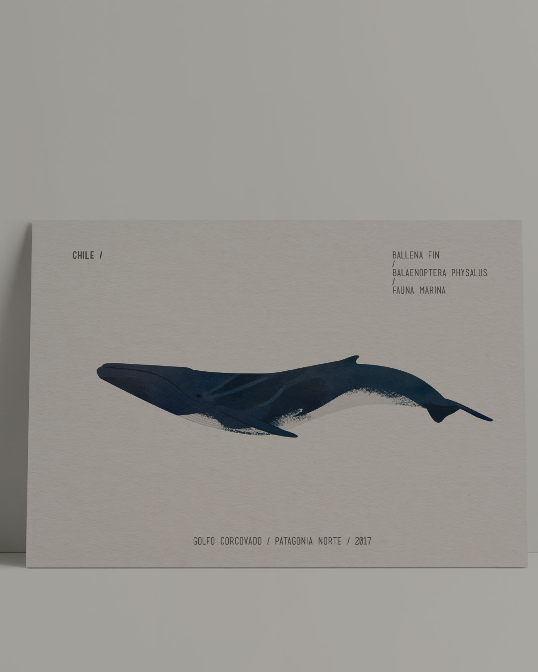 Ilustración cientifica lateral de una ballena fin